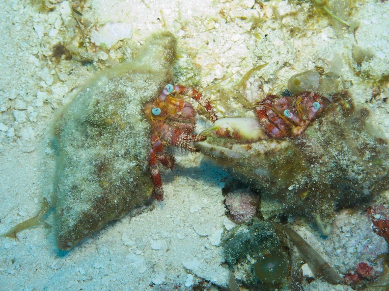 White Speckled Hermit Crab IMG_9588.jpg